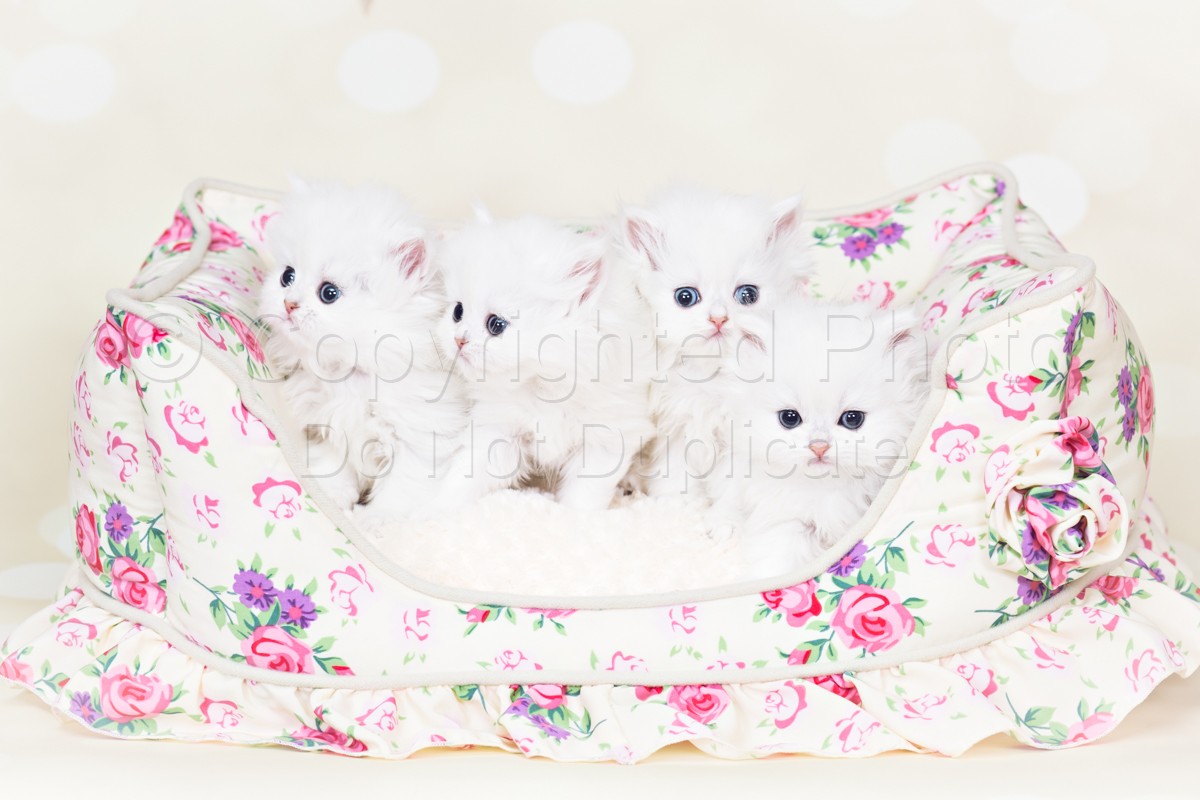 White Chinchilla Persian Kittens | Daniels_ShabbyChic-5-Edit.jpg
