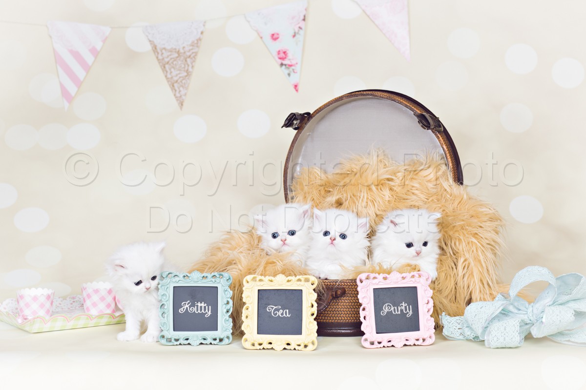 White Chinchilla Persian Kittens | Daniels_ShabbyChic-4-Edit.jpg