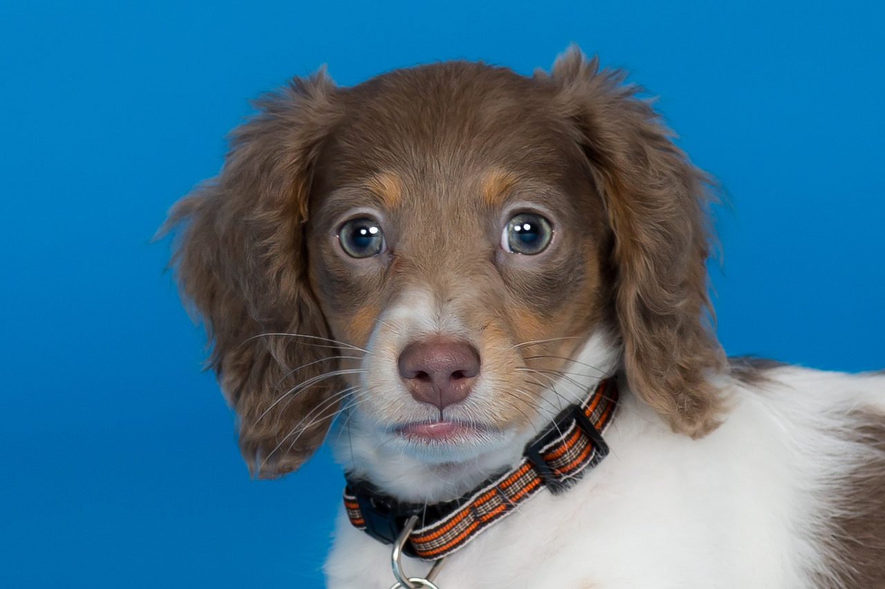 The 2021 Pooch Playoffs 