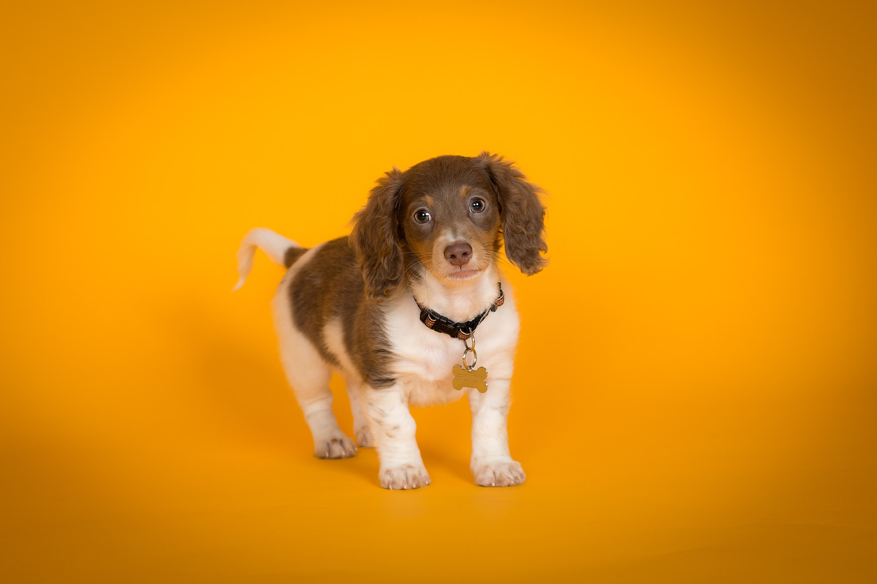 The 2021 Pooch Playoffs 