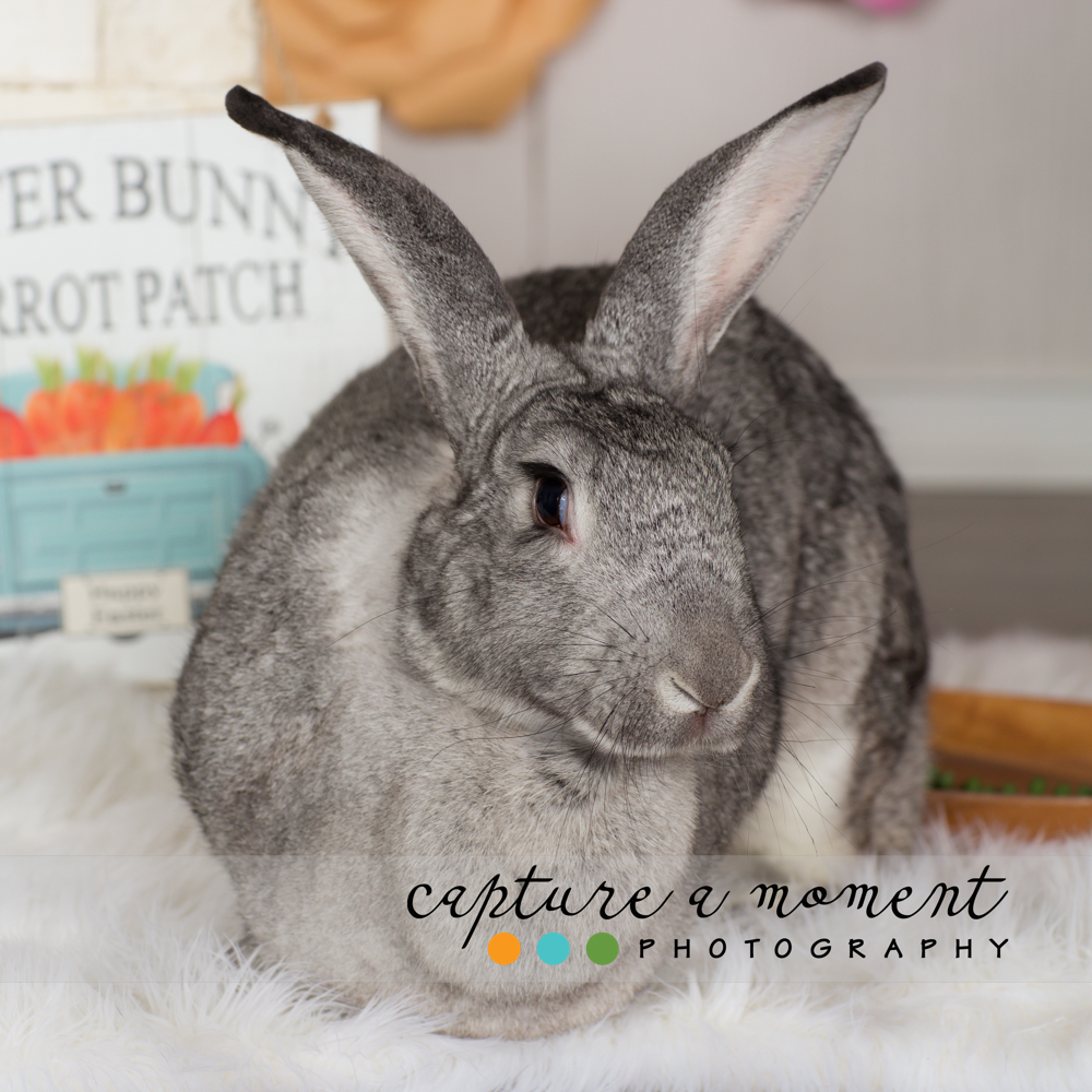 You Are My Sunshine Limited Portrait Event 